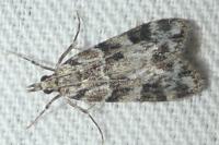 Eudonia