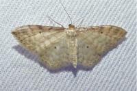 Idaea fuscovenosa