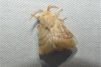 Malacosoma neustria