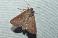 Mythimna albipuncta