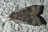 Noctua pronuba