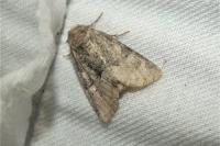 Oligia strigilis