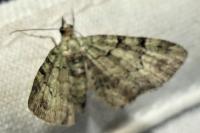 Pasiphila rectangulata