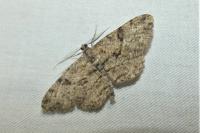 Peribatodes rhomboidaria rhomboidaria