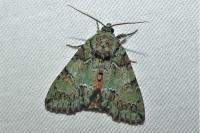Polyphaenis sericata