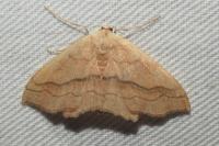 Scopula imitaria