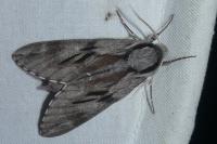 Hyloicus pinastri/maurorum
