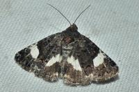 Tyta luctuosa