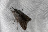 Cucullia lucifuga
