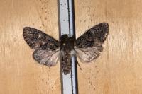 Mniotype adusta
