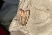 Mythimna impura