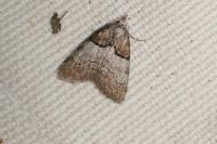 Nola cucullatella/tutulella