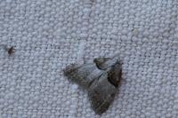 Nola cucullatella/tutulella