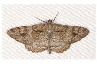 Alcis repandata