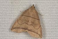Herminia grisealis
