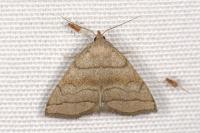 Herminia tarsicrinalis