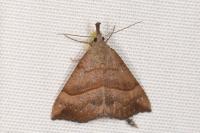 Hypena proboscidalis
