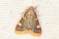 Hypsopygia costalis