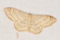Idaea aversata
