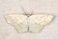Scopula immutata