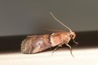 Acrobasis repandana