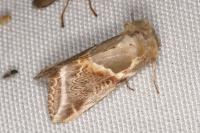 Habrosyne pyritoides