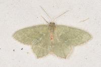 Hemithea aestivaria