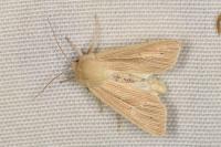 Mythimna pallens