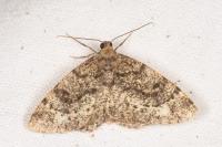 Parectropis similaria