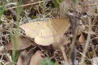 Rhodostrophia calabra