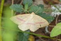 Rhodostrophia vibicaria