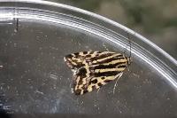 Emmelia trabealis