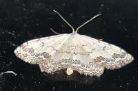 Scopula decorata