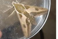 Hyles euphorbiae