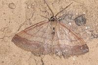 Scopula rubiginata