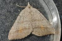 Macaria artesiaria
