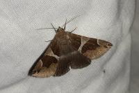 Dysgonia algira