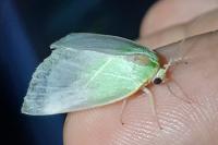 Bena bicolorana