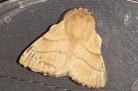 Malacosoma neustria