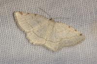 Stegania trimaculata
