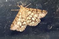 Chiasmia clathrata