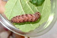 Cerastis rubricosa