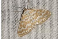 Idaea sericeata