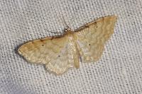 Idaea fuscovenosa