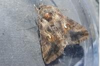 Autographa gamma