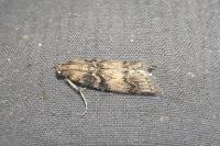 Euzophera pinguis