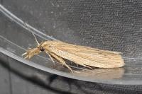 Ematheudes punctella