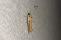 Oncocera semirubella