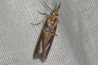 Etiella zinckenella