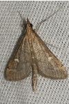 Dolicharthria punctalis